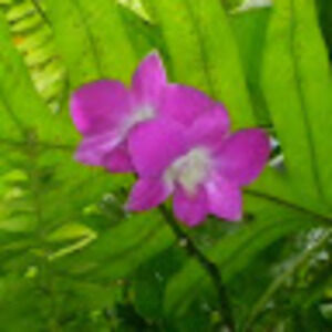 Meet your Posher, Yvonne